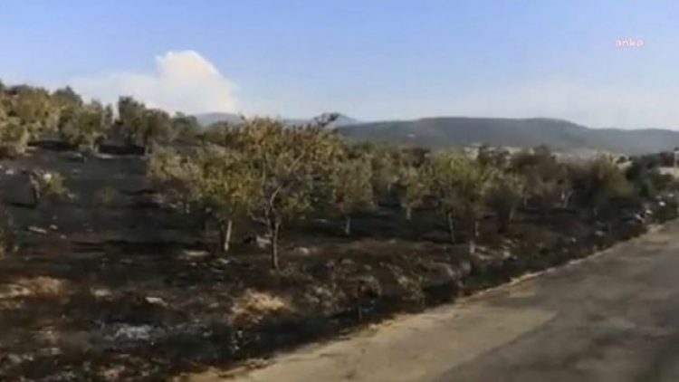 Nesin Vakfı’na ait Matematik Köyü’ndeki zeytinlik alan kundaklandı