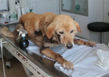 Köpeğini arabasının arkasına bağlayıp sürükleyen emekli öğretmene para cezası