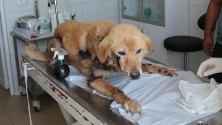 Köpeğini arabasının arkasına bağlayıp sürükleyen emekli öğretmene para cezası