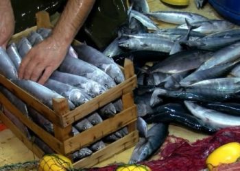 Av sezonu açıldı, ilk balık mezatları yapıldı