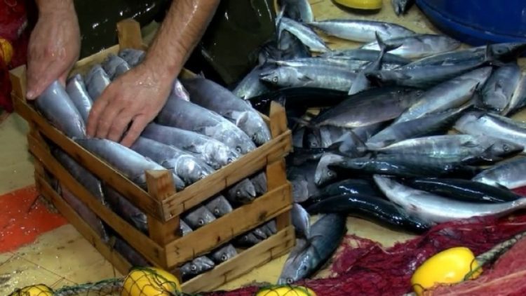 Av sezonu açıldı, ilk balık mezatları yapıldı