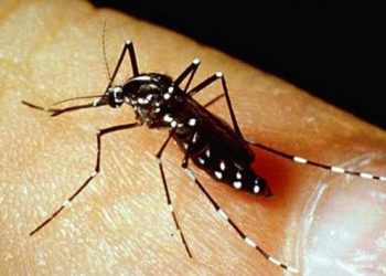 Singapur’da Zika virüsü: 2020’den bu yana ilk kez görüldü