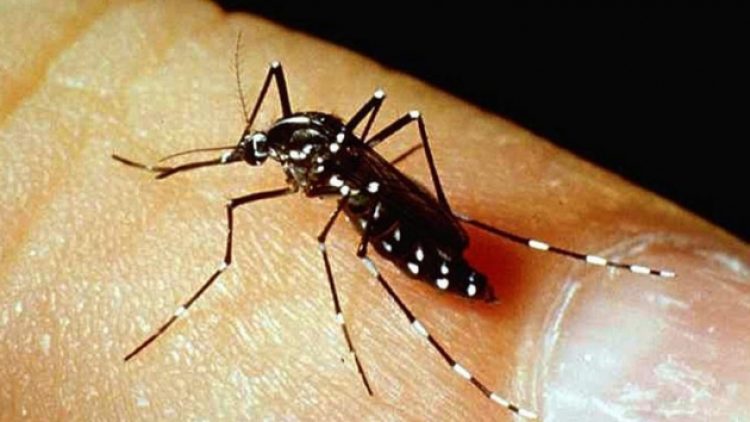 Singapur’da Zika virüsü: 2020’den bu yana ilk kez görüldü