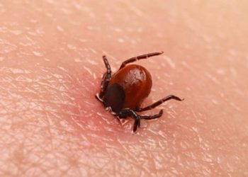 Türkiye’de insanları enfekte edebilen ‘kene kaynaklı’ yeni bir bakteri görüldü