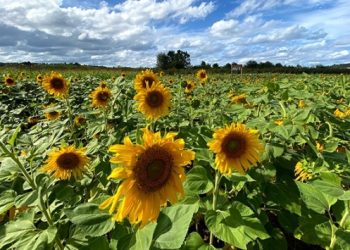 Trakya Birlik, ayçiçeği avans fiyatını açıkladı