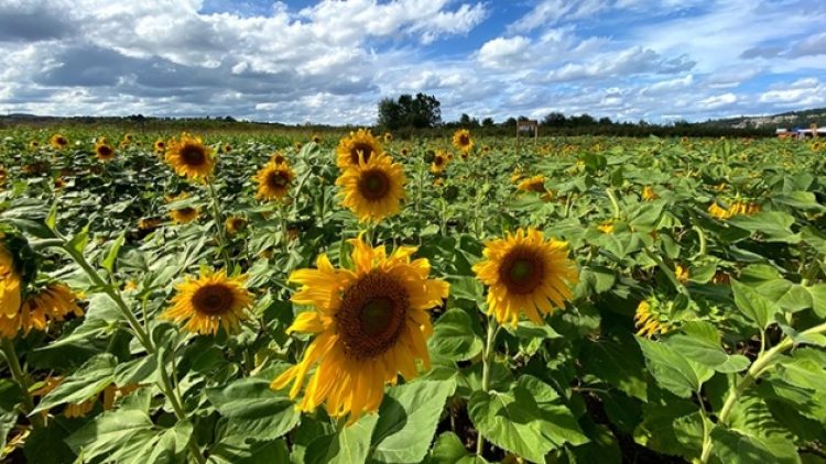 Trakya Birlik, ayçiçeği avans fiyatını açıkladı