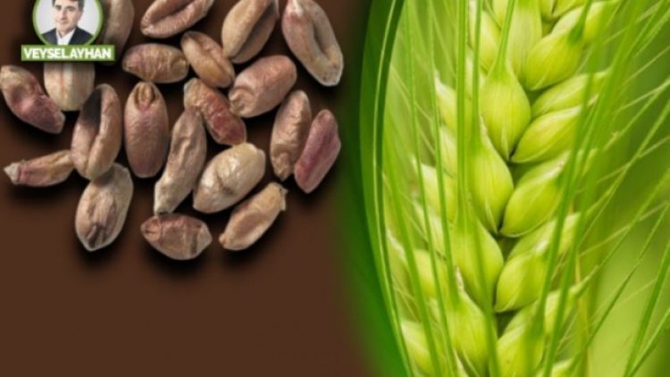 ‘Bu yaştan sonra dil mi öğrenilir’demeyin. Veysel Ayhan ‘İğreti Sürgün’ü yazdı