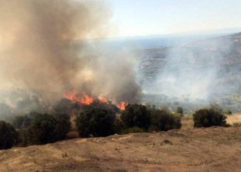 Tekirdağ’da 50 dönüm zeytinlik kül oldu