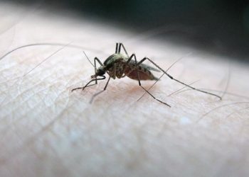 Bakanlıktan sivrisineklere karşı ‘rehber’: Uzun kollu kıyafet önerisi