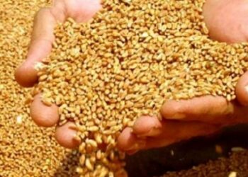 Türkiye, 90 bin ton buğday ithal edecek