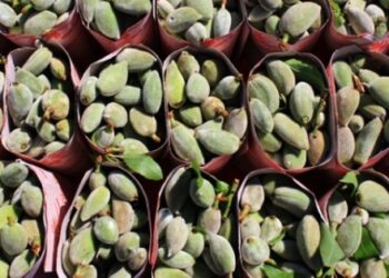 Dalında 10, tezgahta 50 lira