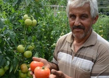Domates ekiminde yüzde 30 düşüş
