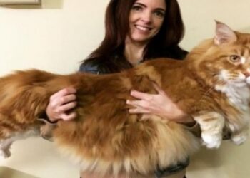 Rekorlar kitabını girdi, dünyanın en uzun kedisi