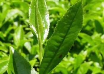 Yaş çay alım fiyatı açıklandı