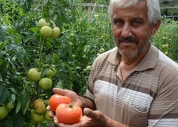 Beş soruda domates krizi