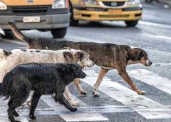 Korkunç ölüm! Oxford profesörü kadını köpekler yedi