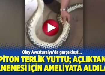 Piton terlik yuttu; Açlıktan ölmemesi için ameliyata aldılar