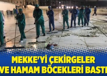 Mekke’yi çekirgeler ve hamam böcekleri bastı