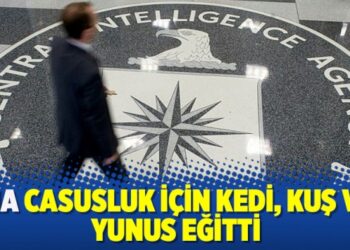 CIA casusluk için kedi, kuş ve yunus eğitti
