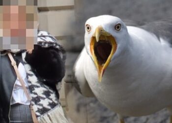 Kavga ettiği kişiyi öpüp dilini kopardı, parçayı martı yedi!