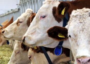 Besiciler uyardı: Yakında süt sağacak hayvan kalmayacak