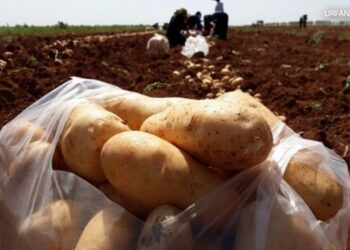 Zam şampiyonu patates: Bir yıl içinde yüzde 342 artış