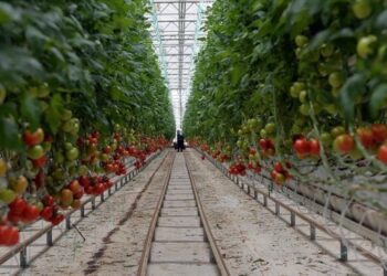 Sera-Bir Başkanı Yanmaz: Bu kış domatesin fiyatı 50 lirayı bulur