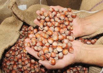 Fındıkta her yıl aynı oyun