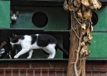 Kadıköy’de 34 kedi ölü bulundu