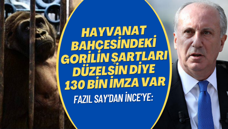 Fazıl Say’dan İnce’ye: Hayvanat bahçesindeki gorilin şartları düzelsin diye 130 bin imza var
