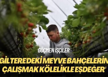 Göçmen işçiler: İngiltere’deki meyve bahçelerinde çalışmak kölelikle eşdeğer