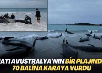 Batı Avustralya’nın bir plajında 70 balina karaya vurdu