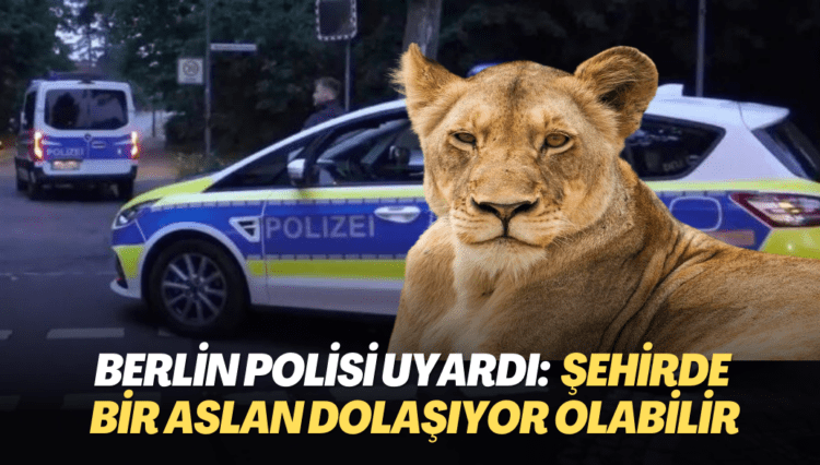 Berlin polisi vatandaşları uyardı: Şehirde bir dişi aslan dolaşıyor olabilir