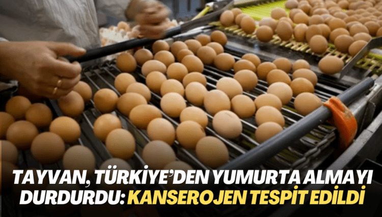 Tayvan, Türkiye’den yumurta almayı durdurdu: Kanserojen madde tespit edildi