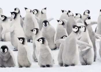 10 bine yakın penguen yavrusu öldü