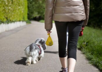 Sokağa dışkılayan köpeklerin sahipleri DNA testiyle bulunacak