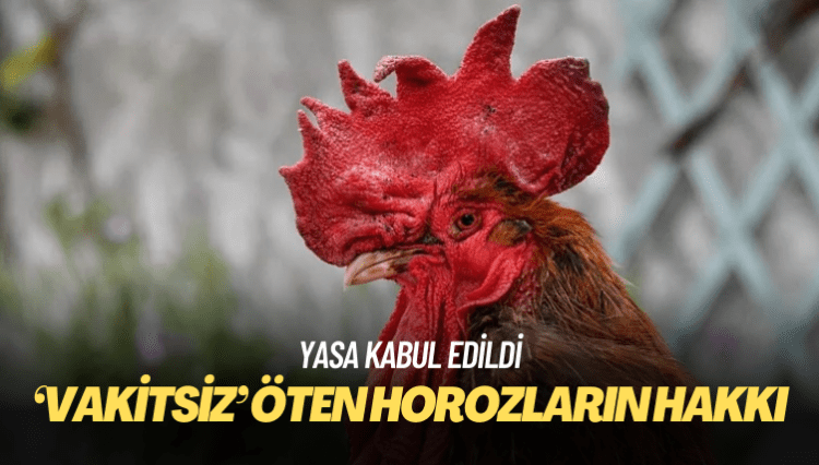 Fransa, horozların kırsal kesimde diledikleri gibi ötme hakkını koruyan yasayı onayladı