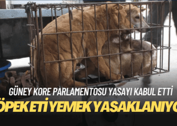 Güney Kore köpek eti yemeyi yasaklıyor