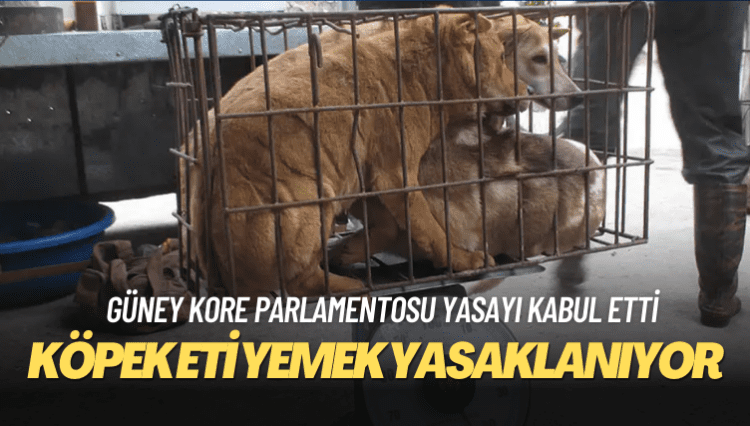 Güney Kore köpek eti yemeyi yasaklıyor