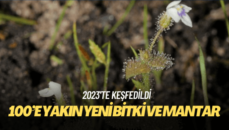 2023’te 100’e yakın yeni bitki ve mantar türü keşfedildi