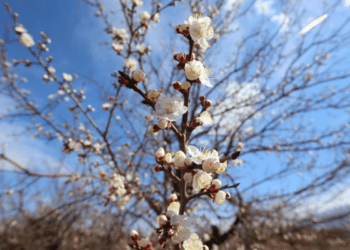 Türkiye’de son 53 yılın en sıcak ocak ayı yaşandı