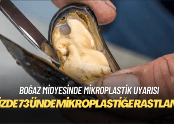 Boğaz midyesinde mikroplastik uyarısı