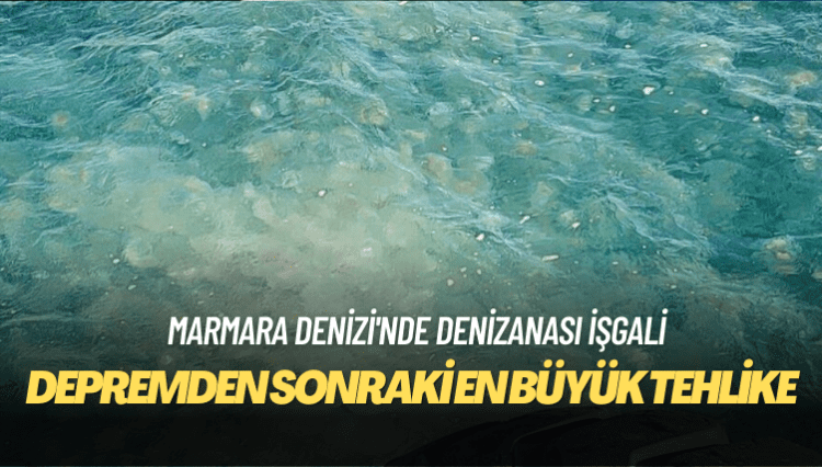 Marmara Denizi’nde denizanası işgali: Depremden sonraki en büyük tehlike