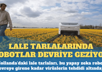 Hollanda’da lale tarlalarında artık robotlar devriye geziyor
