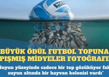 Britanya Vahşi Yaşam Fotoğraf Ödülleri açıklandı: Büyük ödül futbol topuna yapışmış midyeler fotoğrafına verildi