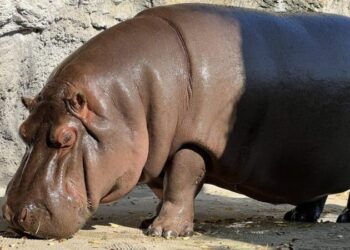Hipopotamın dişi olduğunu yedi yıl sonra fark ettiler