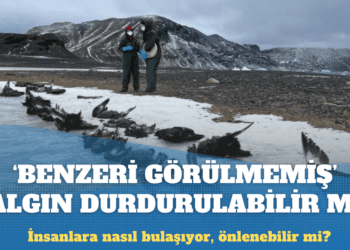 Kuş gribi: ‘Benzeri görülmemiş’ salgın durdurulabilir mi?