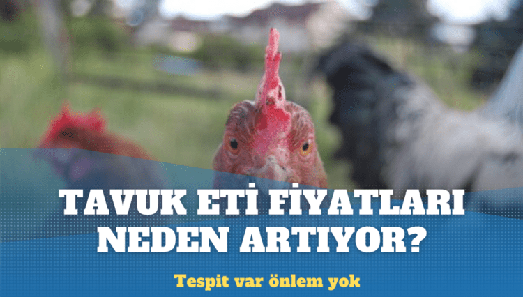 Tavuk eti fiyatları neden yükseliyor?