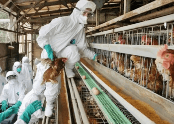 İnsanda ikinci kez kuş gribi görüldü