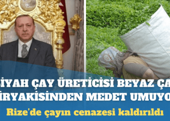 Siyah çay üreticisi beyaz çay tiryakisinden medet umuyor: Rize’de çayın cenazesi kaldırıldı